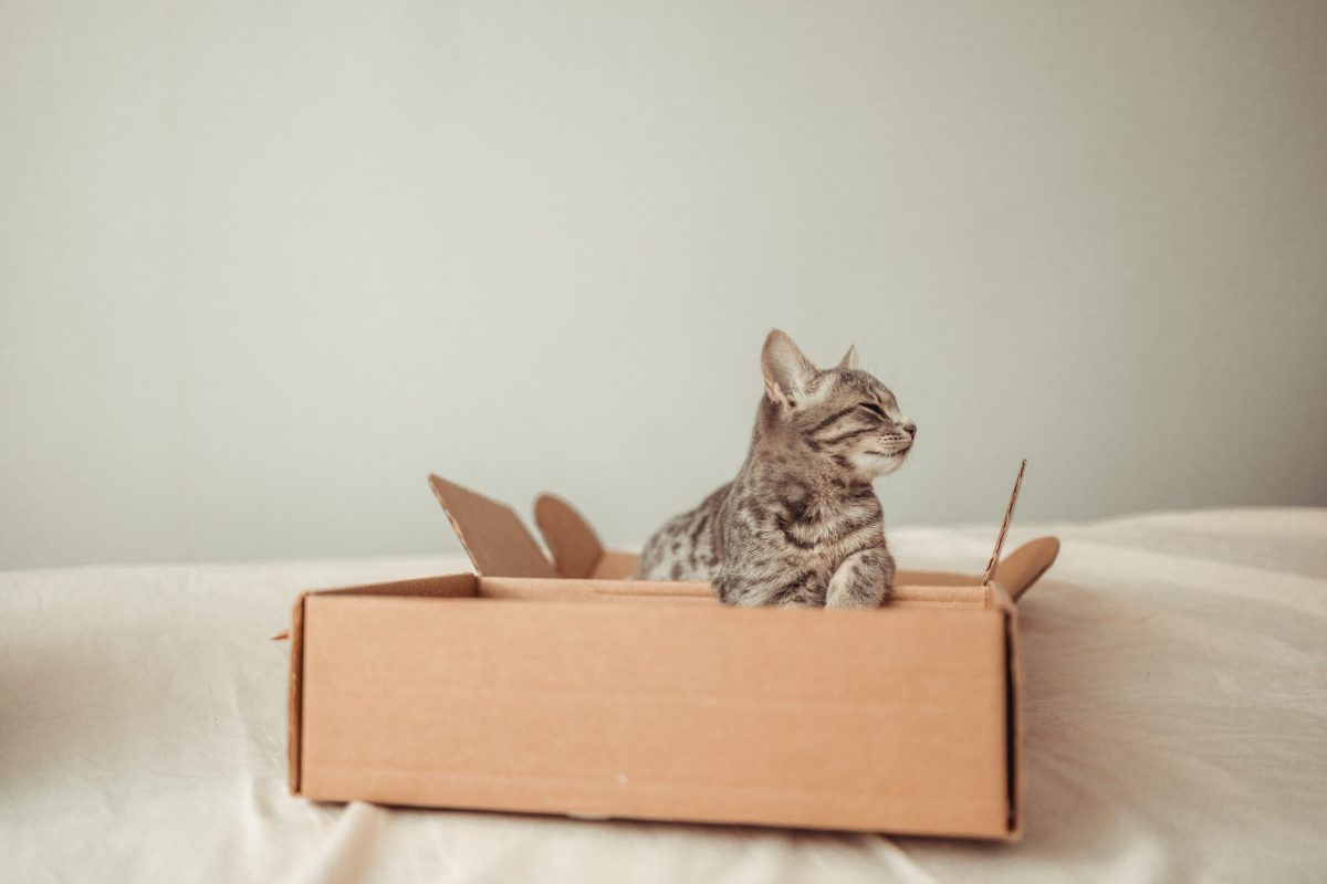 Portrait of a funny cat with brown eyes sits in a cardboard delivery box. Playing with your pet at home